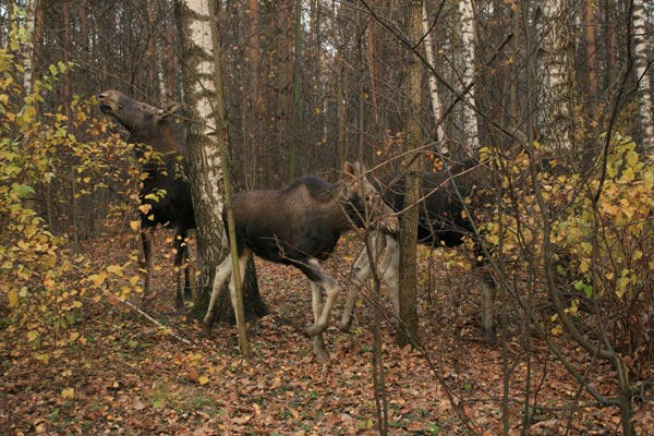 Расположение носового зеркала и его форма у лосей
