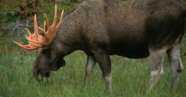 Описание ископаемого лося Cervalces cf. latifrons