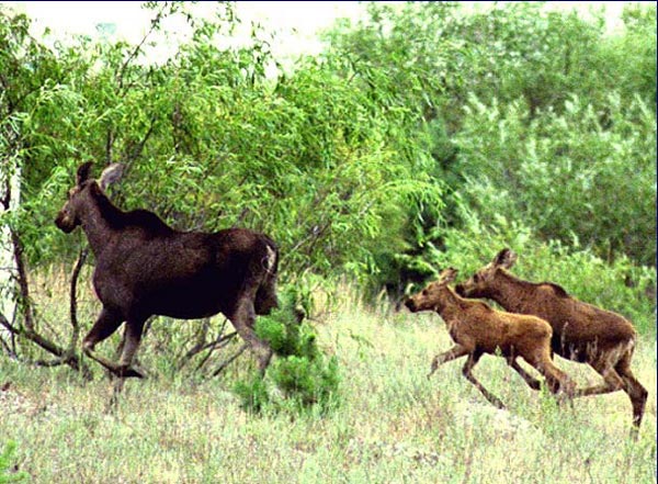Плейстоценовым Alces свойствен существенный полиморфизм формы рогов
