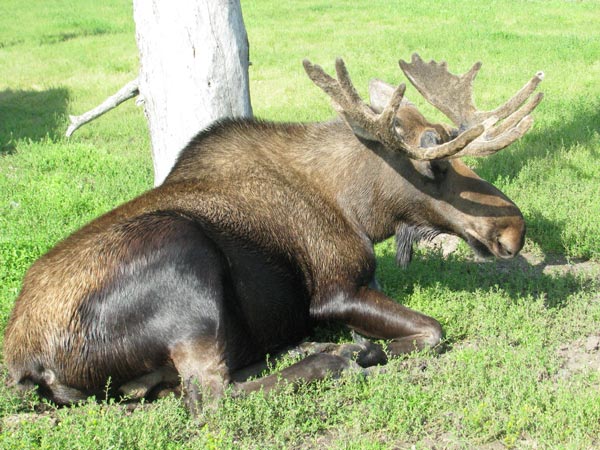 Alces cf. americanus — лось, близкий к американскому