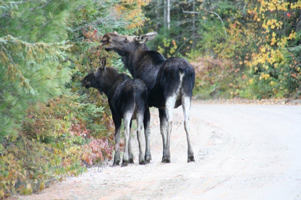 Alces americanus Clinton, 1822 — американский лось
