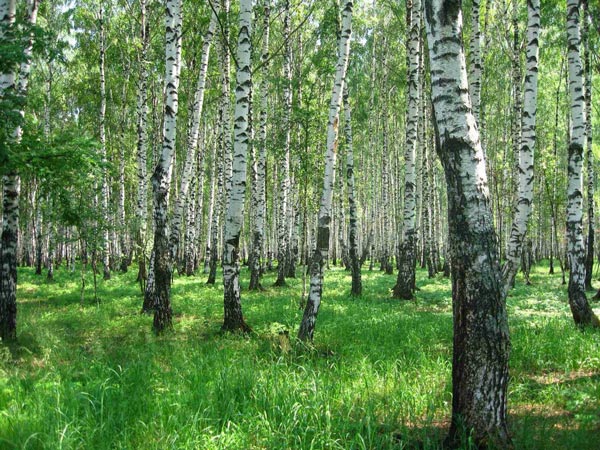 Характеристики структуры картографического изображения растительности