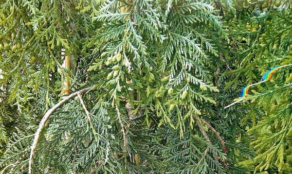 Викарирующие и корреспондирующие сообщества