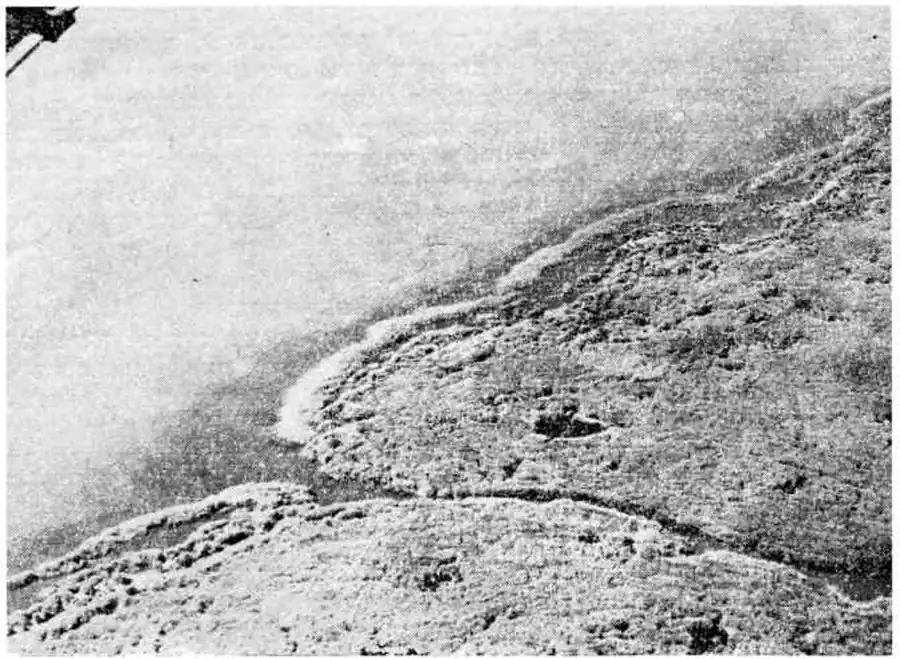 Тростниково-займищный тип местообитания водяной крысы. Фото автора (с самолета). Тростниково-займищный тип местообитания водяной крысы. Фото автора (с самолета).