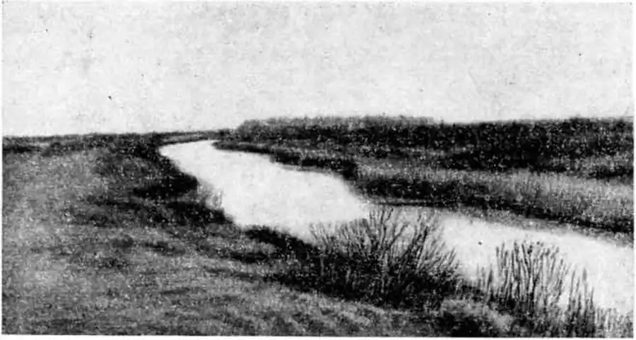 Пойменный тип местообитания водяной крысы. Фото автора. Пойменный тип местообитания водяной крысы. Фото автора.