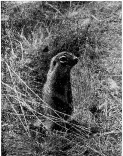 Краснощекий суслик. Фото В. И. Телегина. Краснощекий суслик. Фото В. И. Телегина.