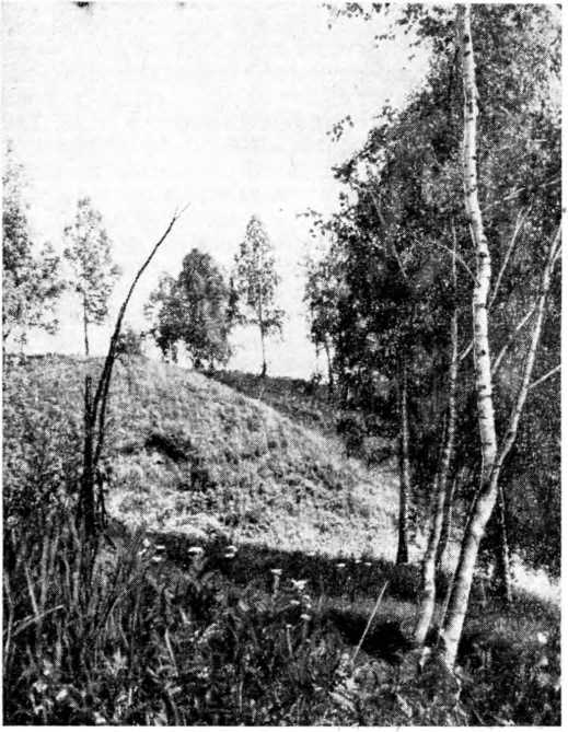 Место обитания сурка (Маслянинский район). Сурчины — на склоне холма. Фото А. А. Максимова.
