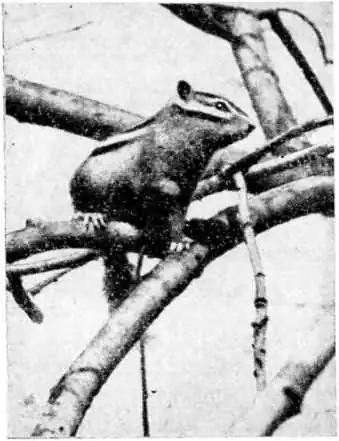 Бурундук. Фото автора. Бурундук. Фото автора.