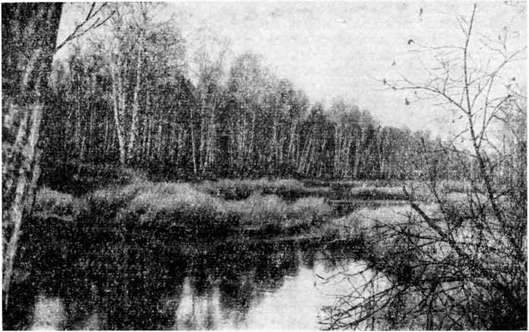 Плотина бобров на р. Тара (верхнее течение). Фото автора.