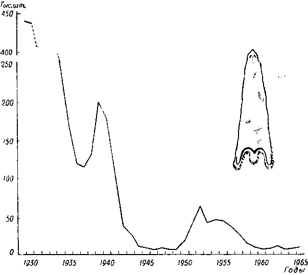Динамика численности зайца беляка в Новосибирской области с 1930 по 1965 г. (по данным заготовок). Динамика численности зайца беляка в Новосибирской области с 1930 по 1965 г. (по данным заготовок).