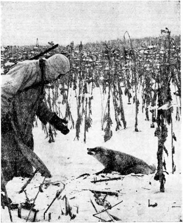 Охотник Ф. А. Бабин с лисицей, пойманной в капкан.