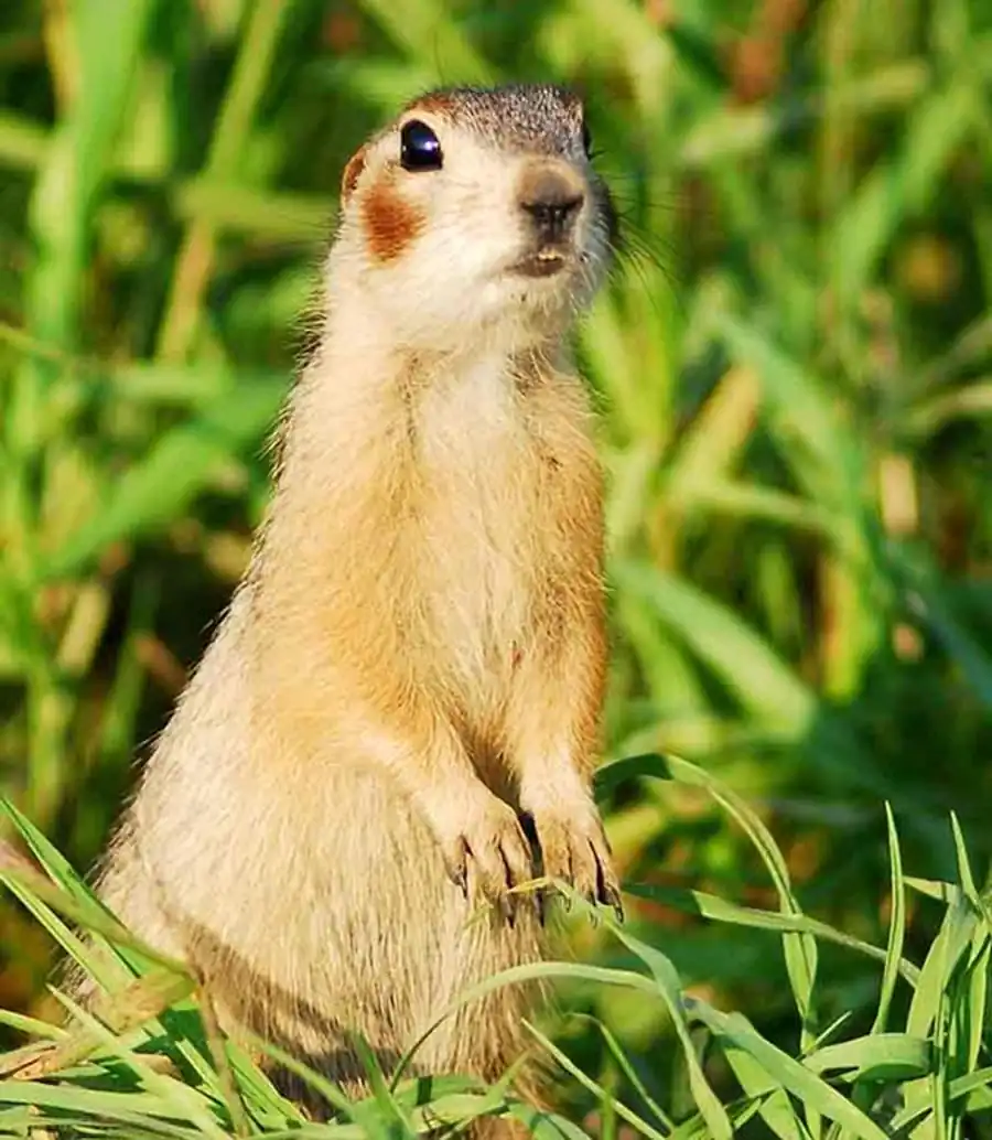 Распространение и стадиальное размещение краснощекого суслика Распространение и стадиальное размещение краснощекого суслика