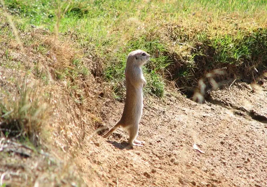 Краснощекий суслик на территории Новосибирской области Краснощекий суслик на территории Новосибирской области