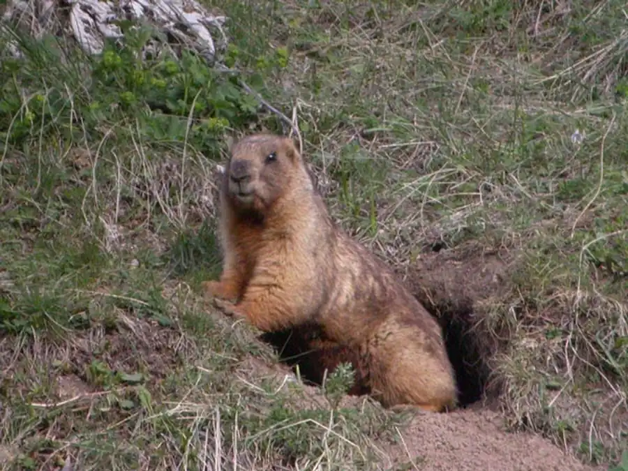 Размещение и численность горноазиатского сурка Размещение и численность горноазиатского сурка