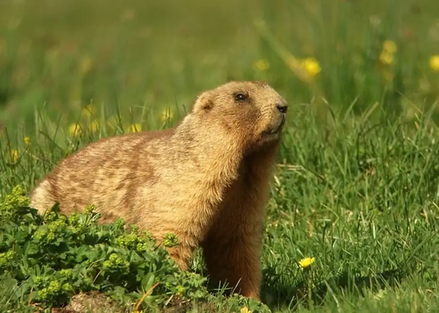 Ареал сурка в Новосибирской области Ареал сурка в Новосибирской области