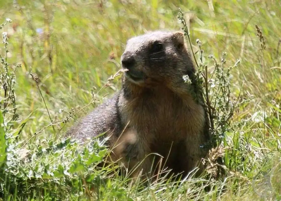 Численность сурка в Новосибирской области Численность сурка в Новосибирской области