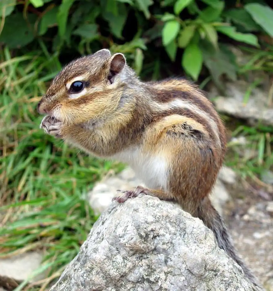 Распространение и численность бурундука Распространение и численность бурундука