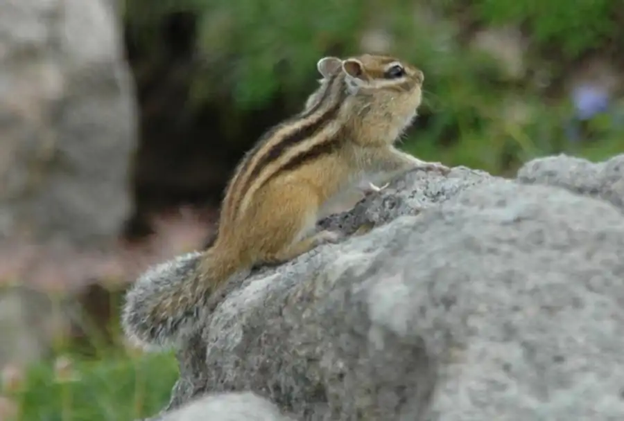 Биотопы обитания бурундука Биотопы обитания бурундука