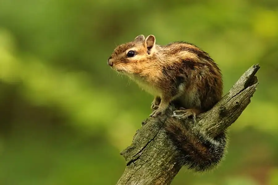 Географическое распределение бурундука в Новосибирской области Географическое распределение бурундука в Новосибирской области