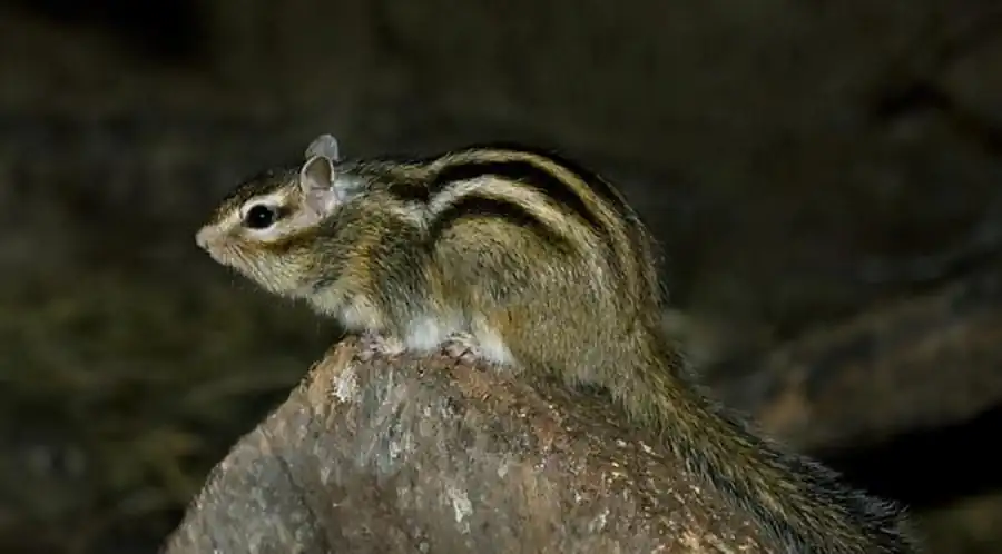 В численности бурундука нет значительных колебаний по годам