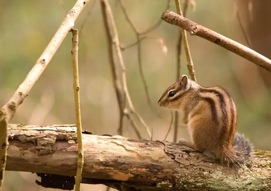 Колебания численности и миграция бурундука Колебания численности и миграция бурундука