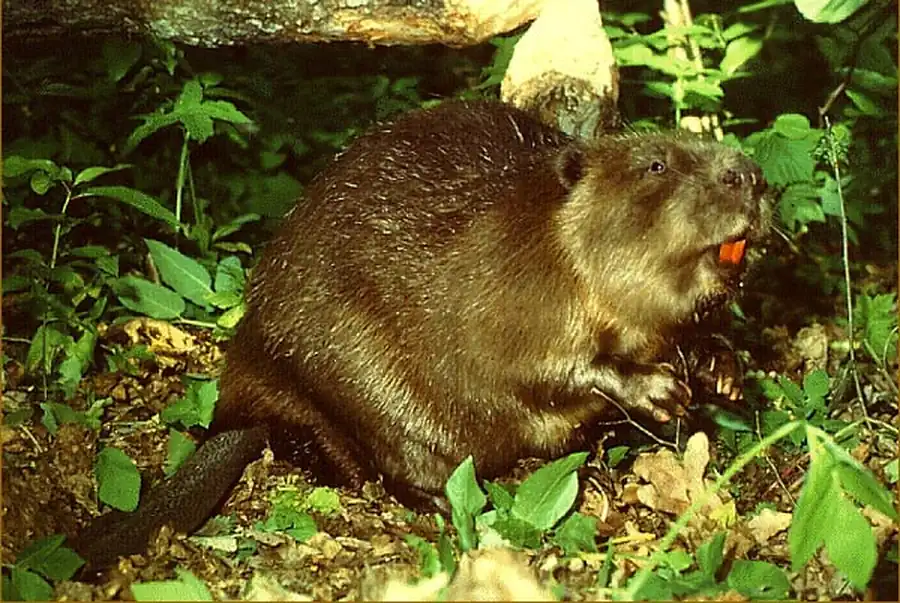 Выпуски бобра для акклиматизации в Новосибирской области Выпуски бобра для акклиматизации в Новосибирской области