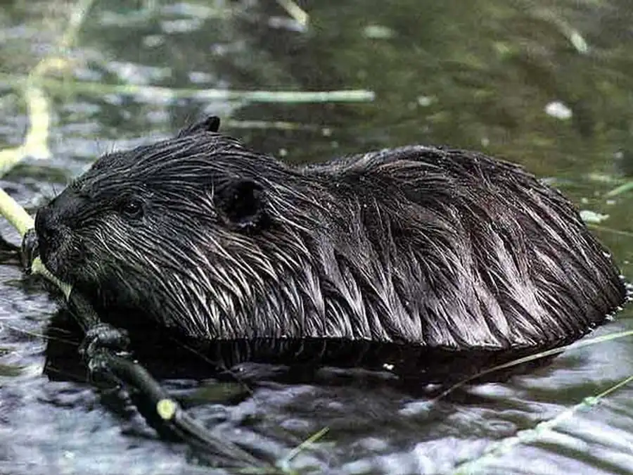 Выявление численности бобров в поселении