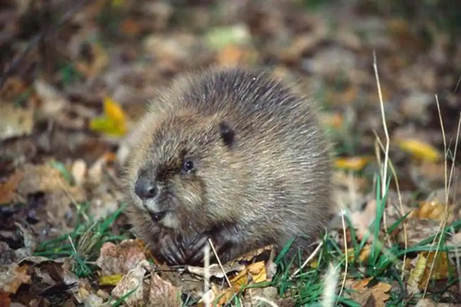 Плотность поселений бобров