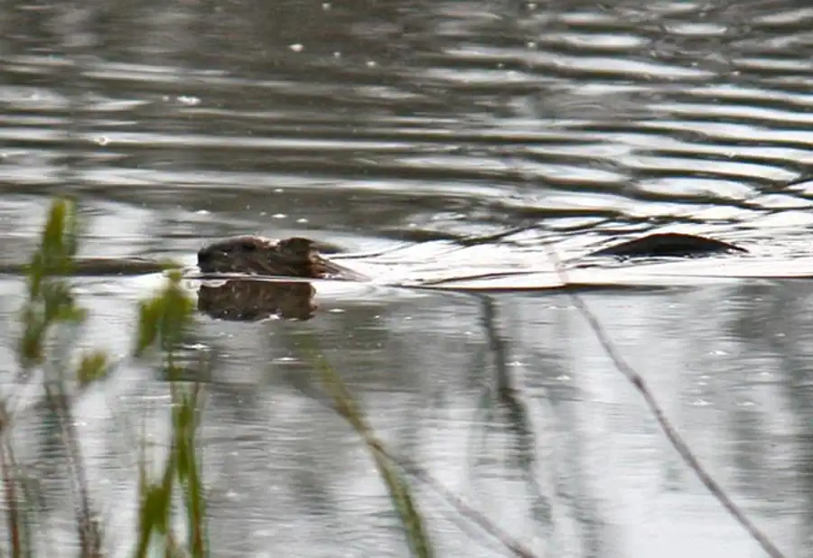 Жизнь бобров в Новосибирской области Жизнь бобров в Новосибирской области