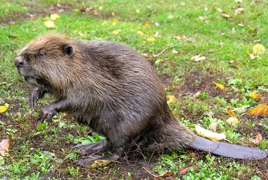 Акклиматизация бобра Акклиматизация бобра