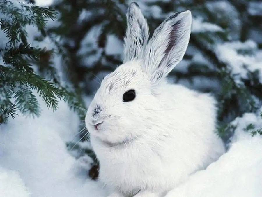 Распространение и численность зайца-беляка Распространение и численность зайца-беляка