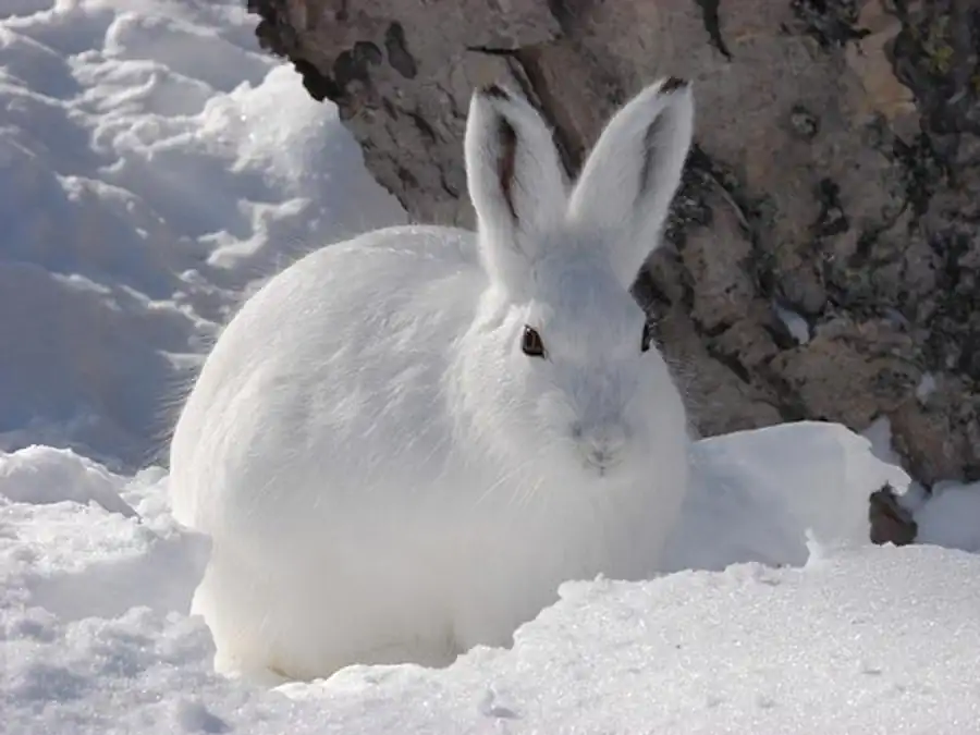 Распространение зайца-беляка Распространение зайца-беляка