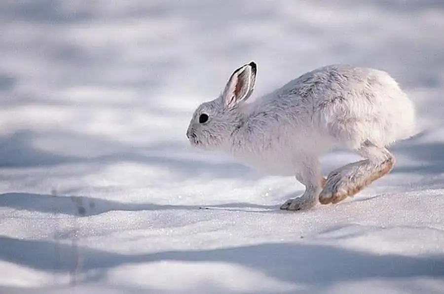 Динамика численности зайца-беляка Динамика численности зайца-беляка