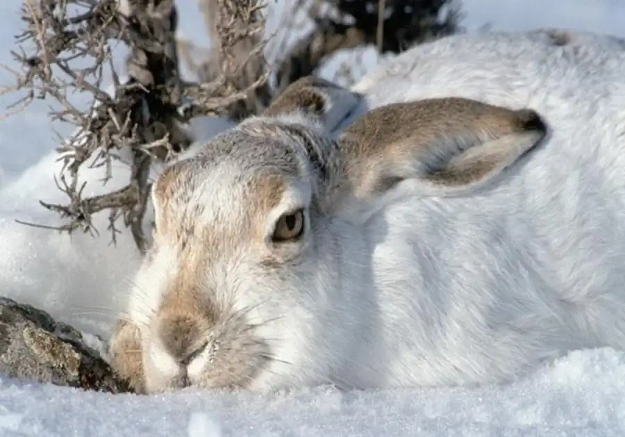 Пики численности зайца-беляка Пики численности зайца-беляка