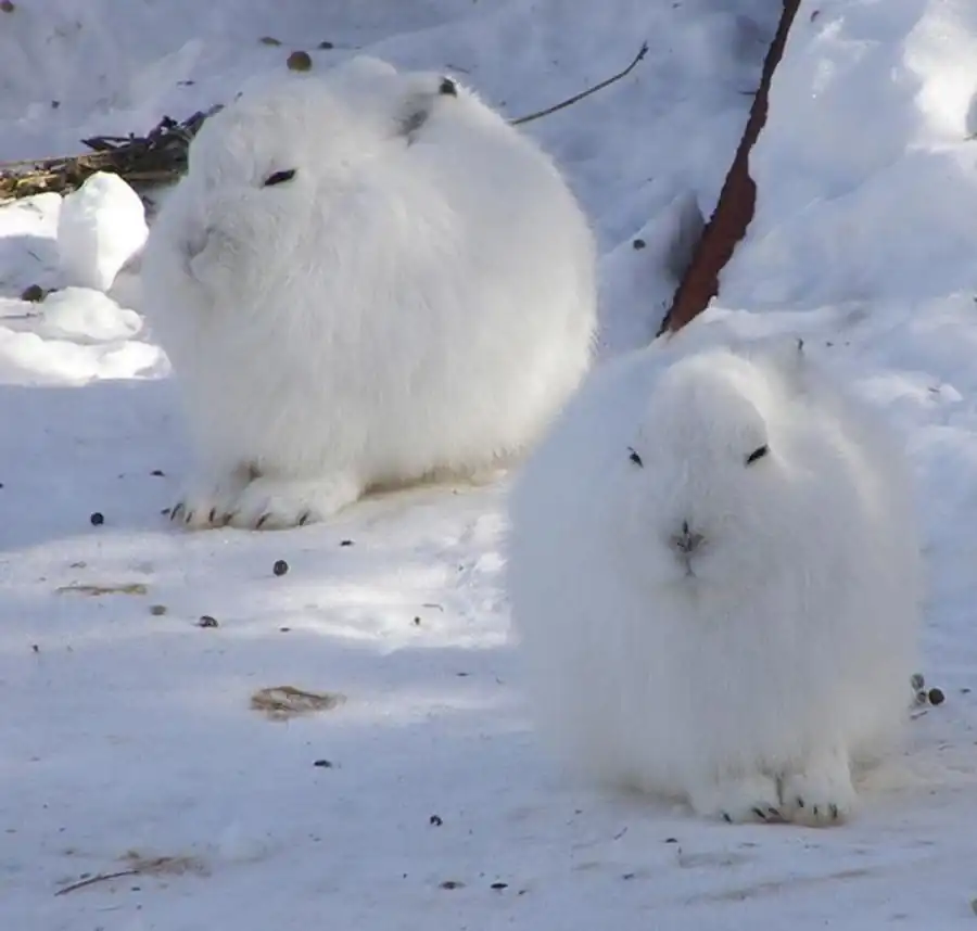 Динамика численности зайца-беляка по группам районов Новосибирской области Динамика численности зайца-беляка по группам районов Новосибирской области