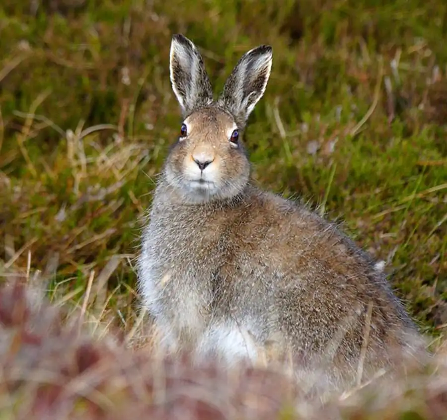 Заячьи моры в Новосибирской области Заячьи моры в Новосибирской области