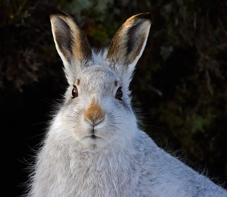Причины сокращения численности беляка Причины сокращения численности беляка
