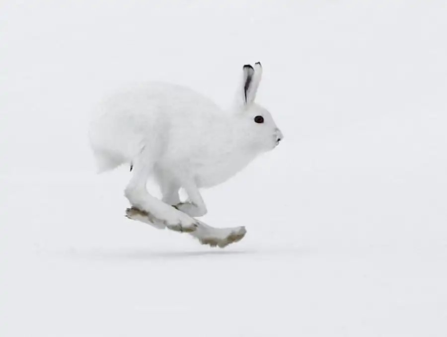 Популяция зайца-беляка Популяция зайца-беляка
