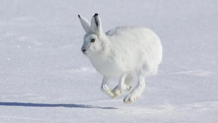 Рост поголовья зайца-беляка Рост поголовья зайца-беляка