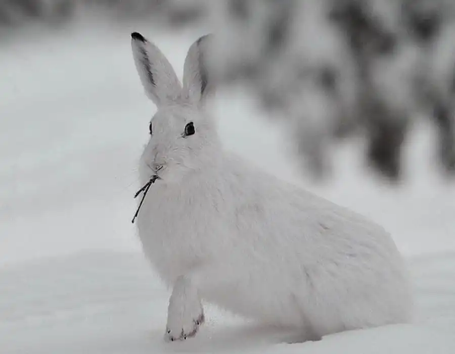 Депрессии численности зайца-беляка Депрессии численности зайца-беляка