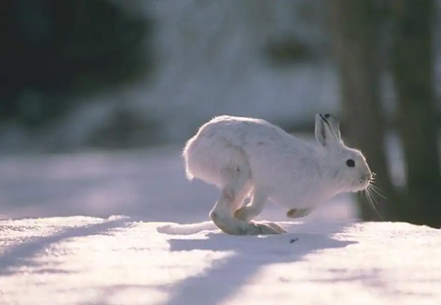 Пики численности зайца в Новосибирской области Пики численности зайца в Новосибирской области