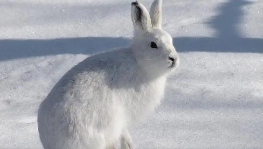 Районирование ареала зайца-беляка Районирование ареала зайца-беляка
