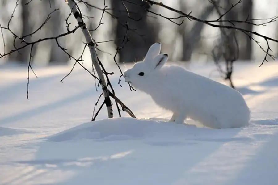 Основные места обитания зайца-русака Основные места обитания зайца-русака