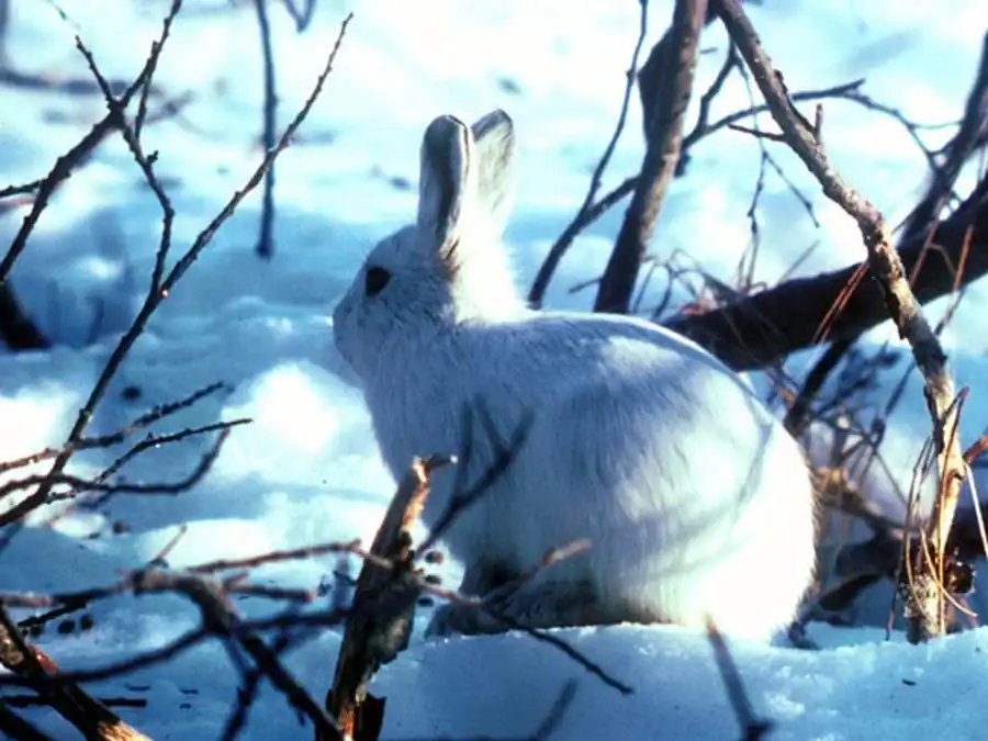Распределение зайца-беляка в Новосибирской области Распределение зайца-беляка в Новосибирской области