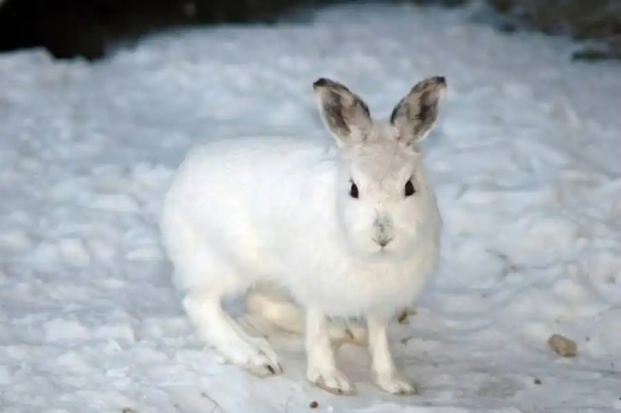 Литература по зайцу-беляку Литература по зайцу-беляку