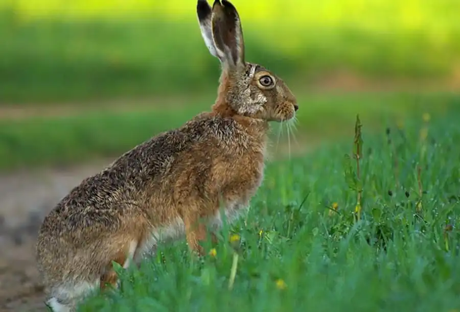 Русак хорошо приспособился к климатическим условиям Новосибирской области Русак хорошо приспособился к климатическим условиям Новосибирской области
