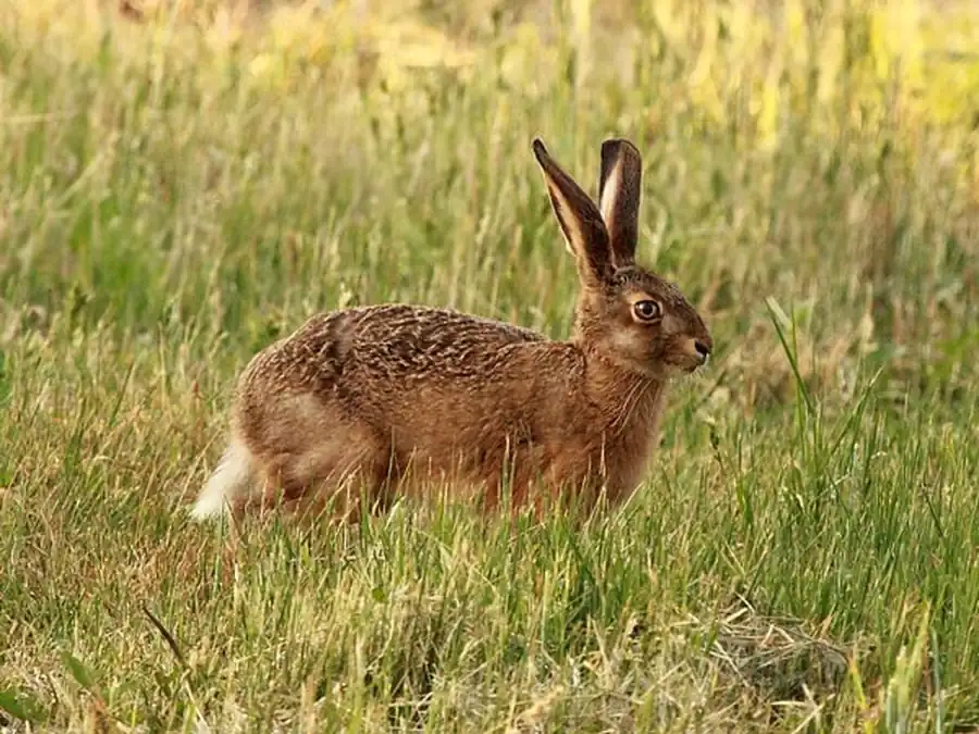 Современное распространение зайца-русака Современное распространение зайца-русака