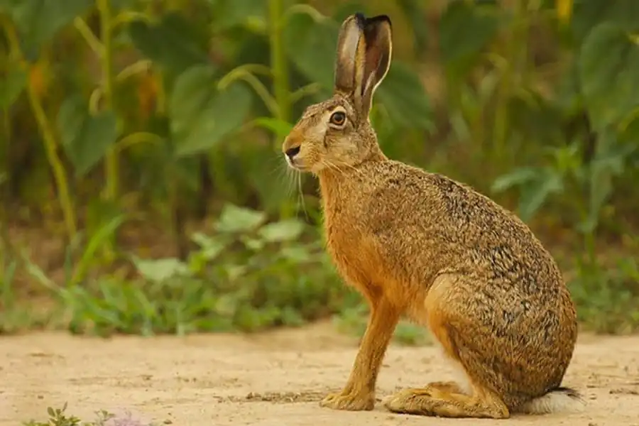Акклиматизация зайца-русака в Новосибирской области Акклиматизация зайца-русака в Новосибирской области