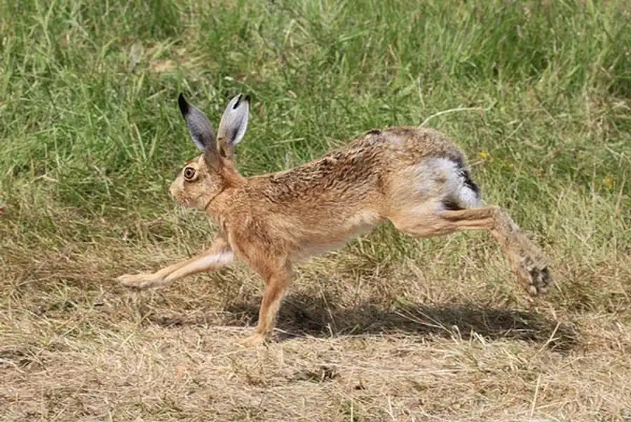 Внутриобластное расселение русака Внутриобластное расселение русака