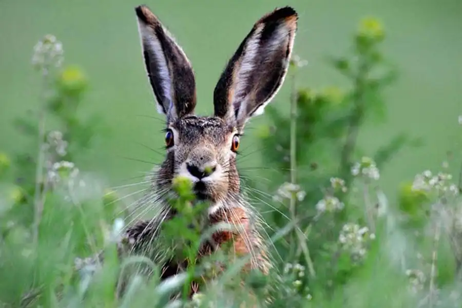 Современный ареал зайца-русака Современный ареал зайца-русака